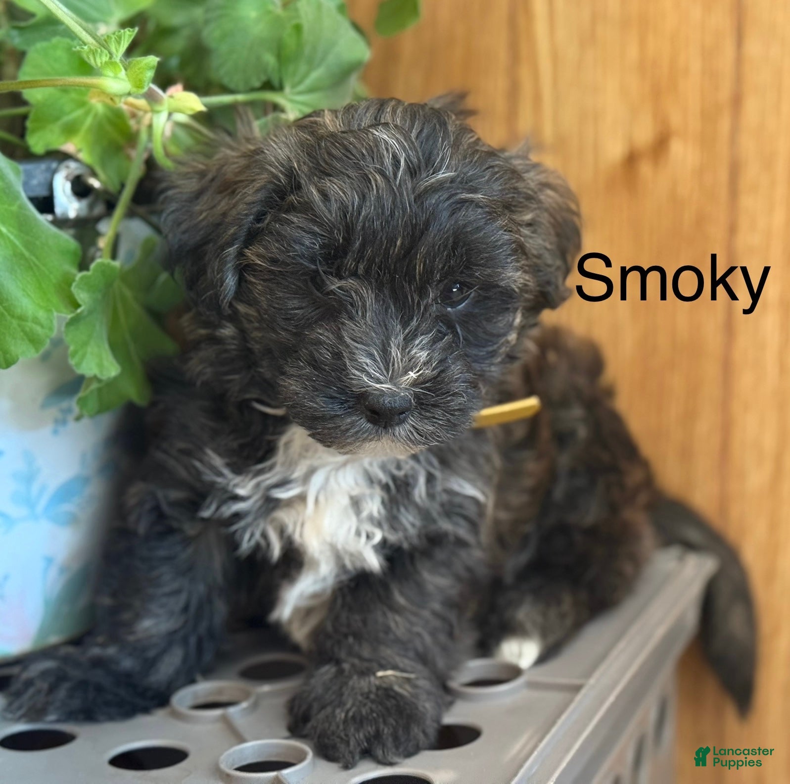 Morkie dogs Smoky - Ad 40