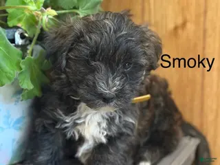 Morkie dogs Smoky - Ad 40