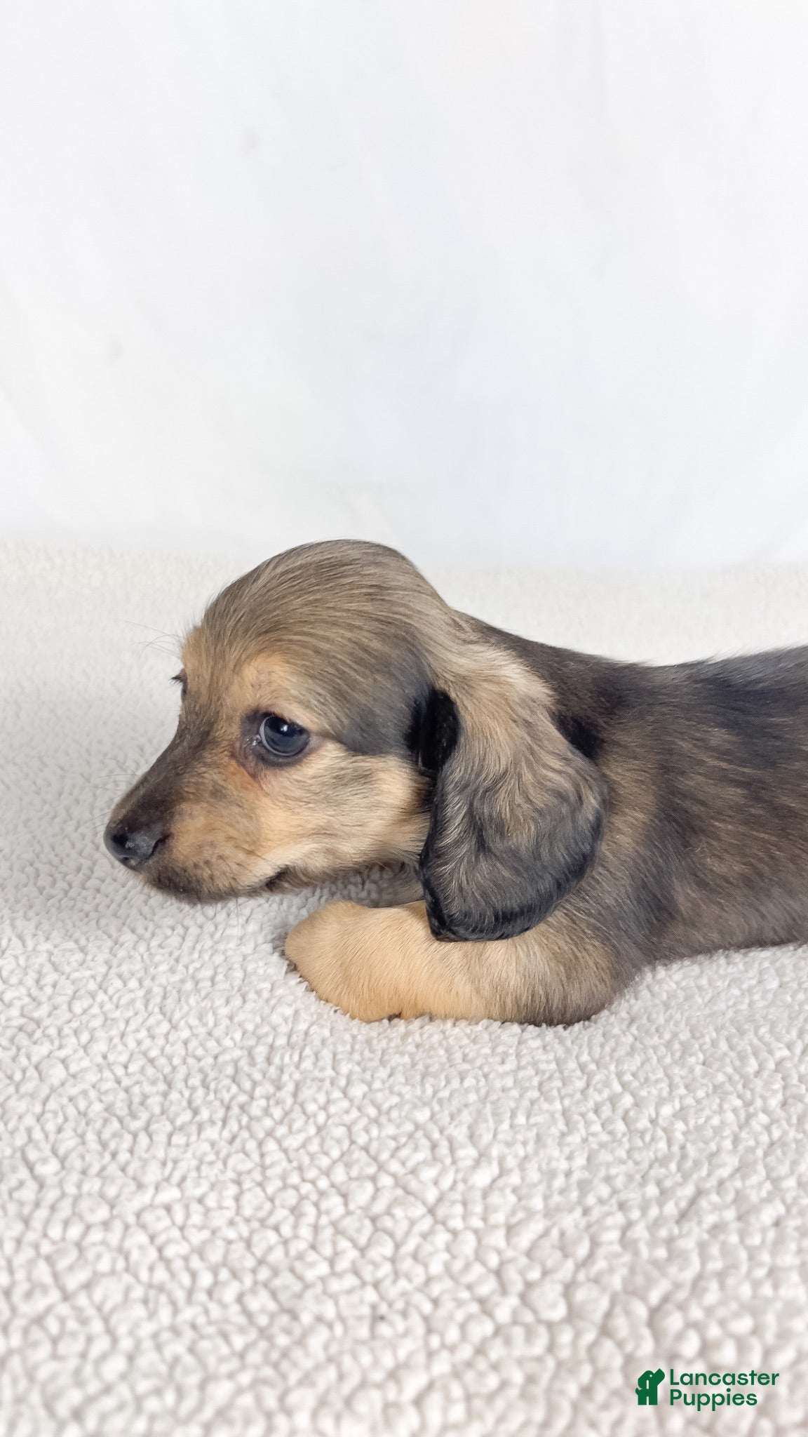 Miniature Dachshund dogs Slice - Ad 8