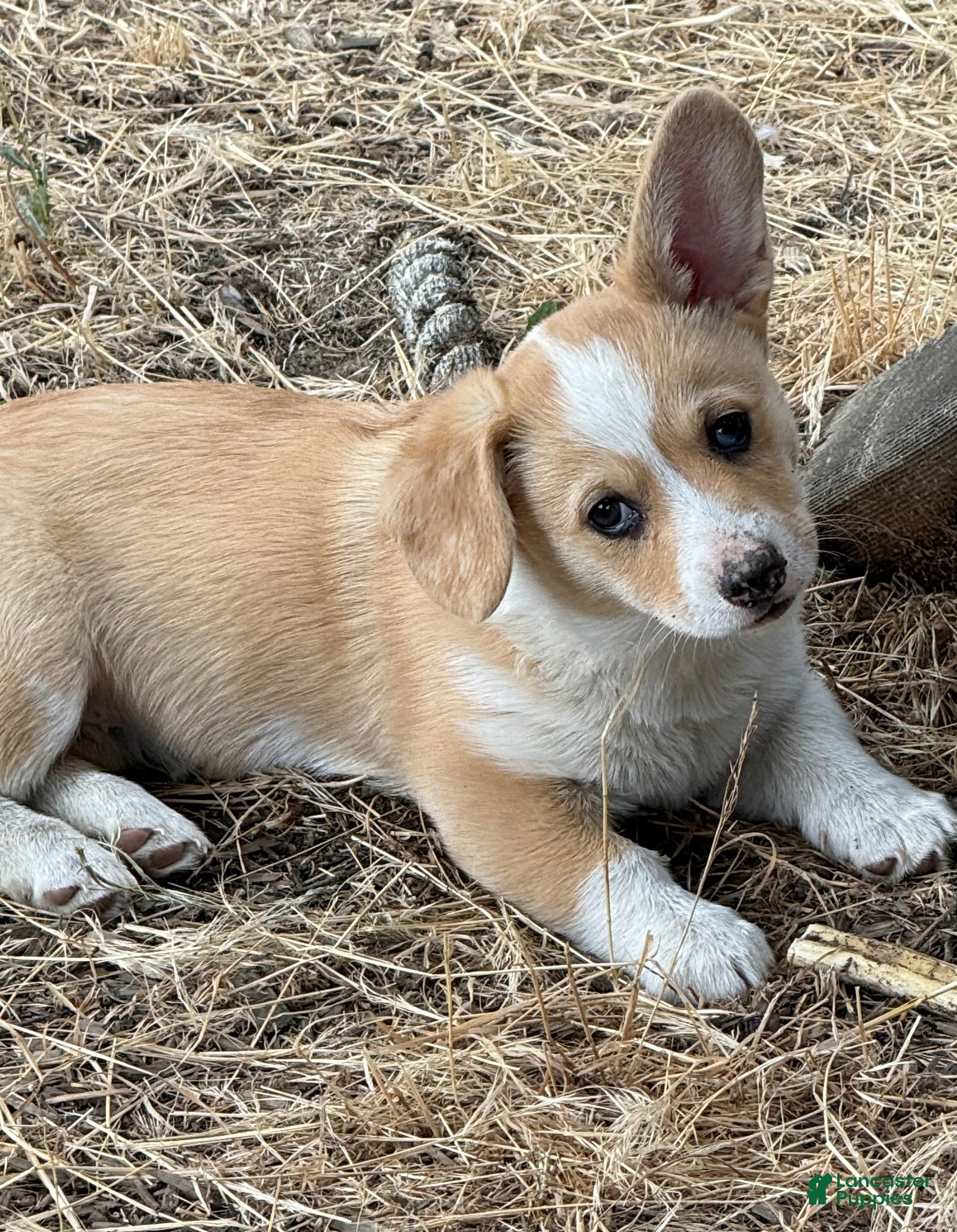 Welsh Corgi Pembroke dogs Welsh Corgi Pembroke 2 - Ad 2