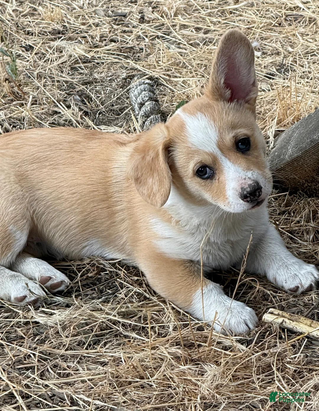 Welsh Corgi Pembroke dogs for sale: Welsh Corgi Pembroke 2 - Ad 2