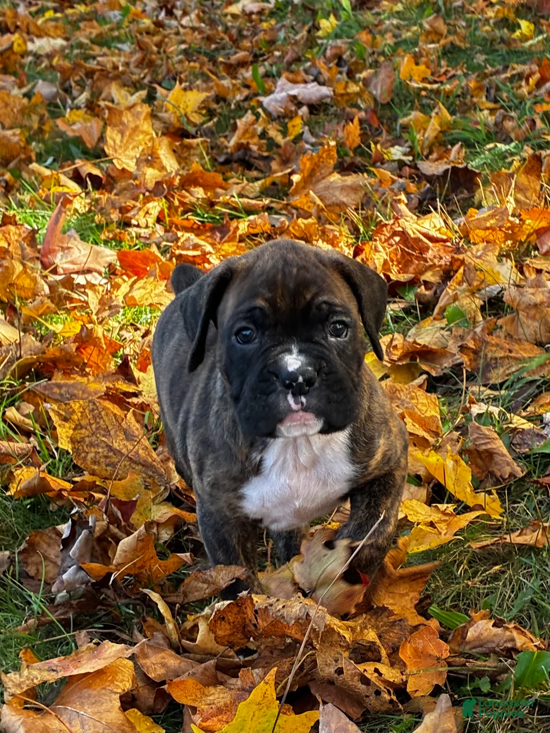 Boxer dogs for sale: Isaiah - Ad 2