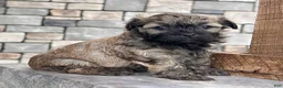 Havanese dogs for sale: Nick - Ad 6