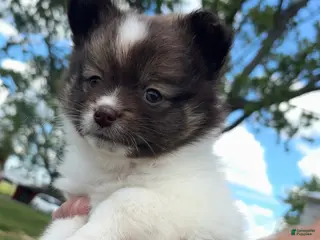 Pomeranian dogs Sydney - Ad 27