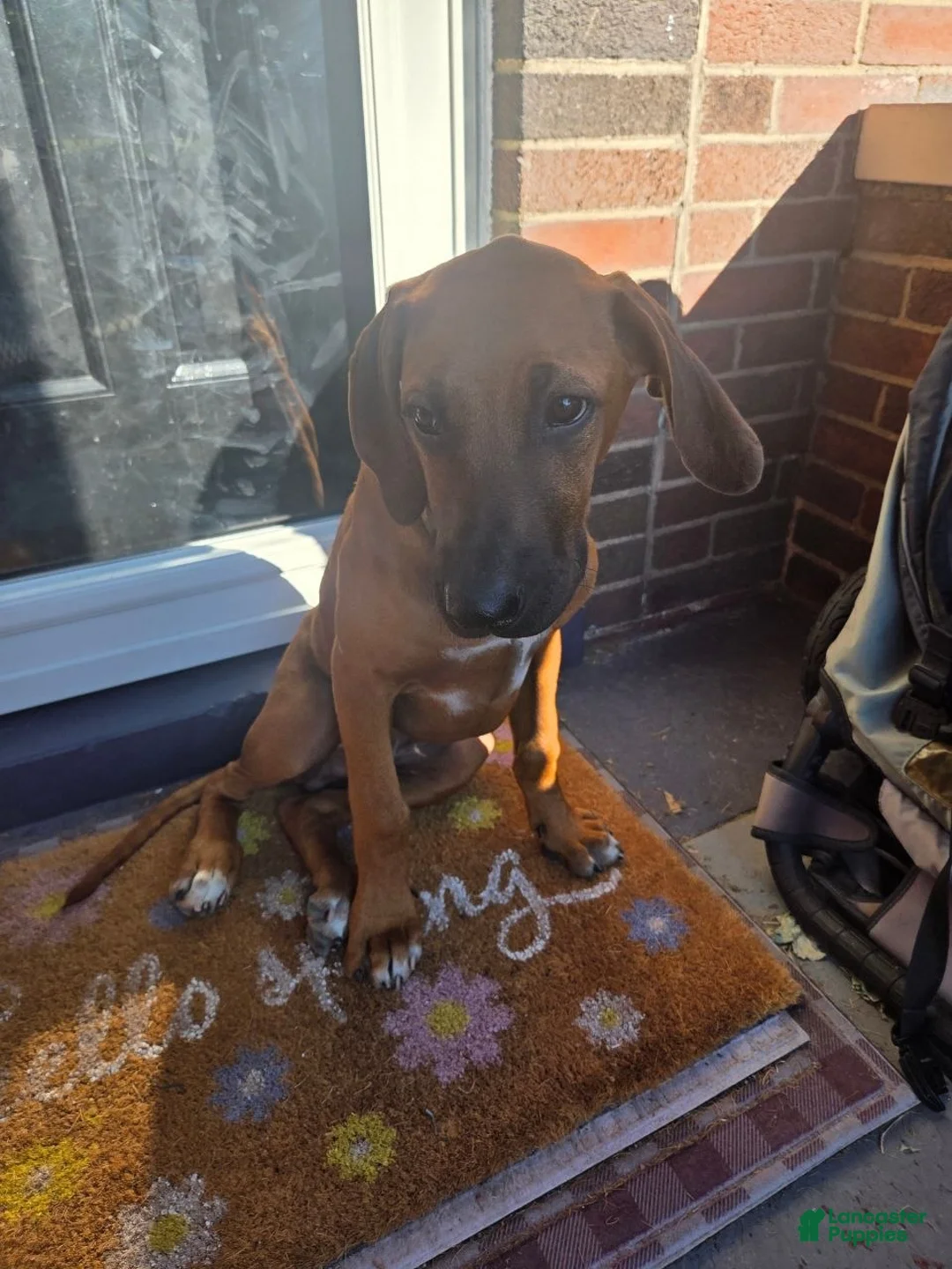 Rhodesian Ridgeback dogs for sale: Winston- (Winnie) - Ad 2