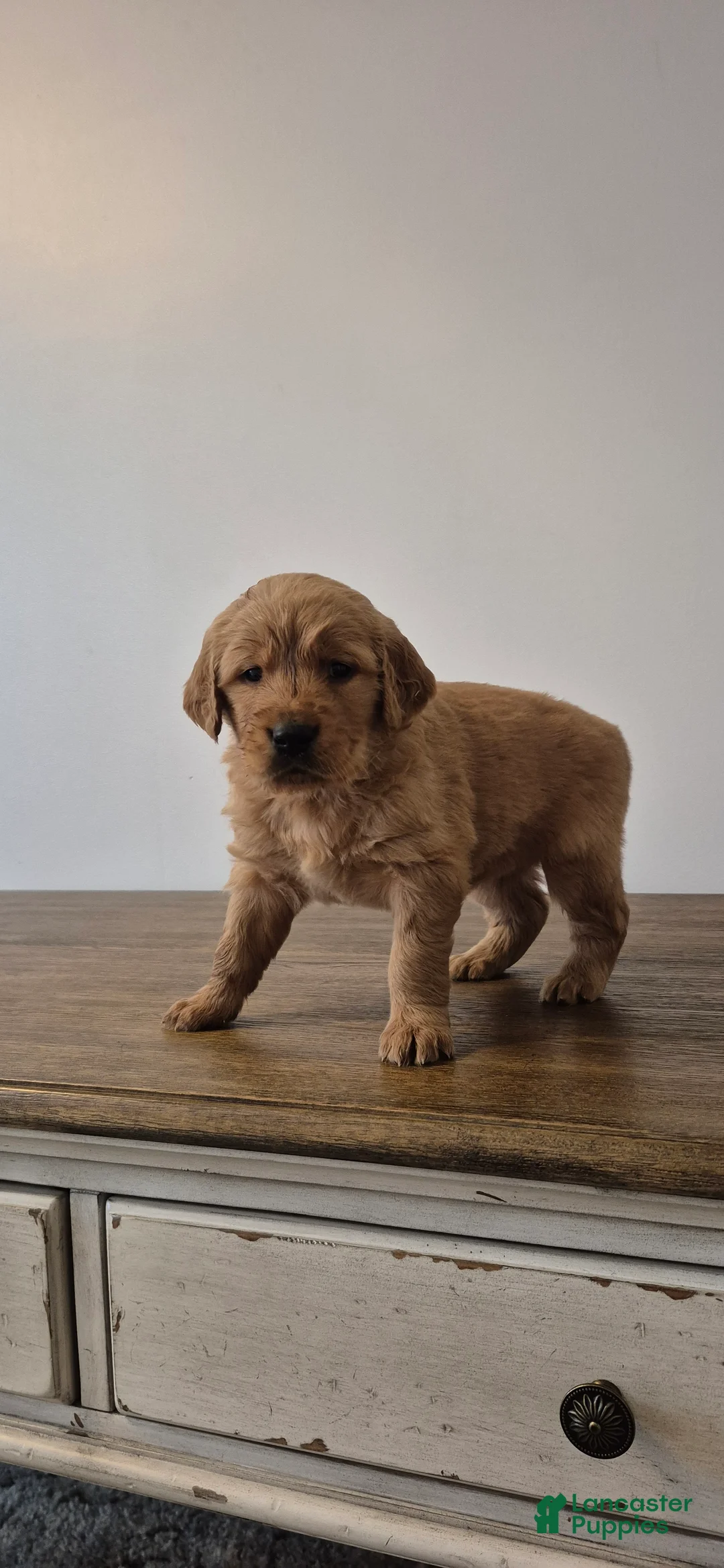 Golden Retriever dogs for sale: Sienna - Ad 2
