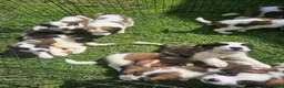 Saint Bernard dogs for sale: Saint Bernard 11 - Ad 6