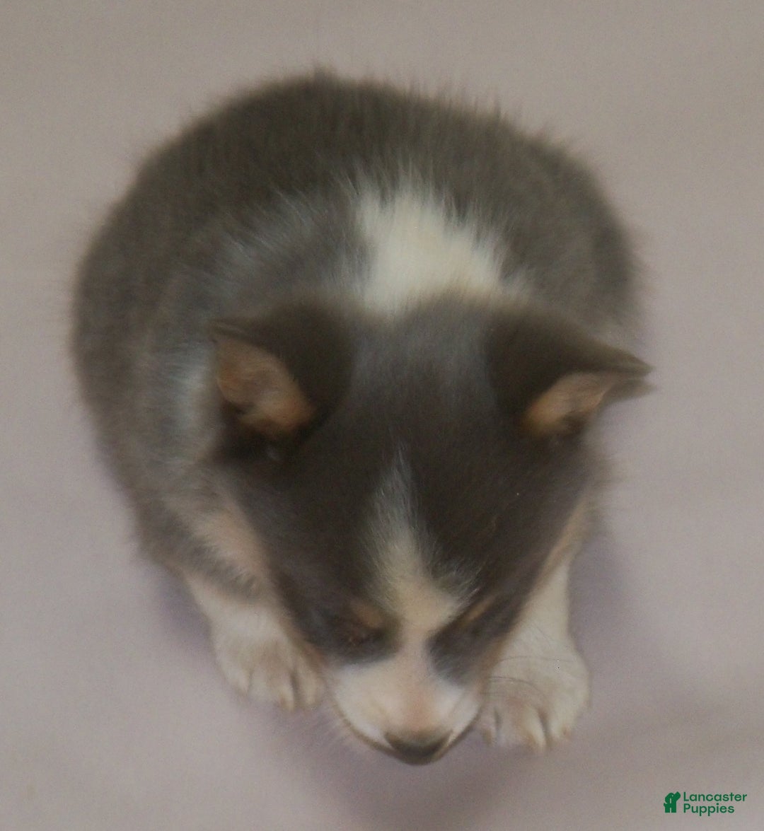 Welsh Corgi Pembroke dogs for sale: Danny - Ad 2