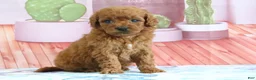 Mini Goldendoodle dogs for sale: Pete - Ad 3