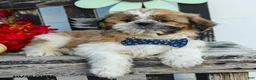 Shih Tzu dogs for sale: Mikey - Ad 2