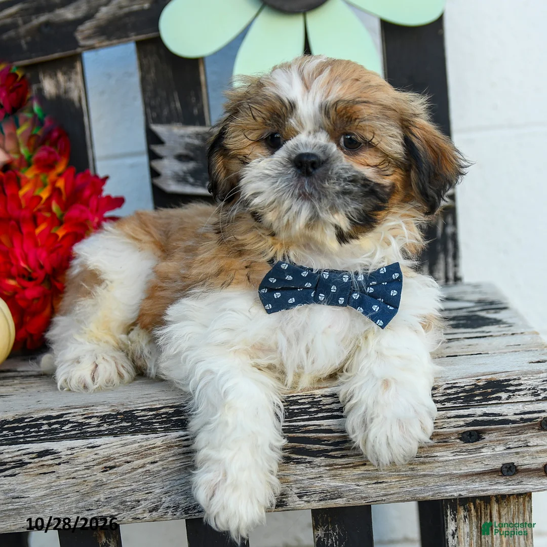 Shih Tzu dogs for sale: Mikey - Ad 2