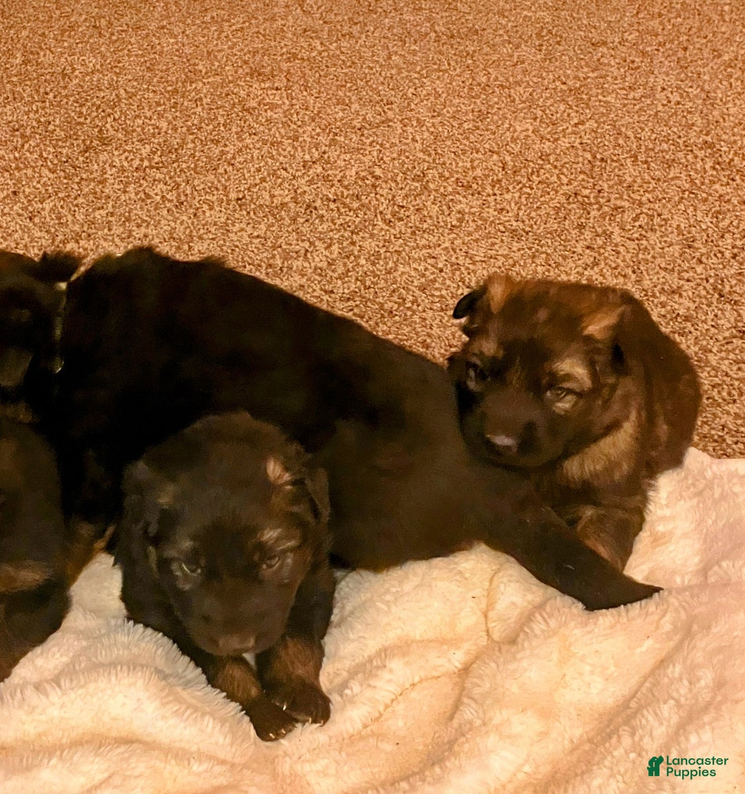 German Shepherd dogs for sale: ♥️SWEET ZARA♥️ - Ad 4