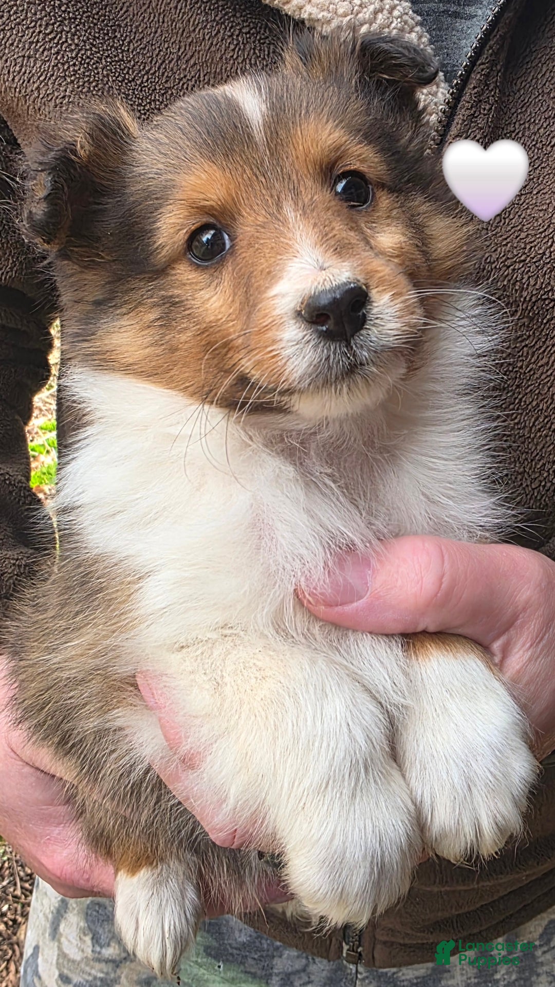 Shetland Sheepdog dogs for sale: Shetland Sheepdog Puppy 2 - Ad 1