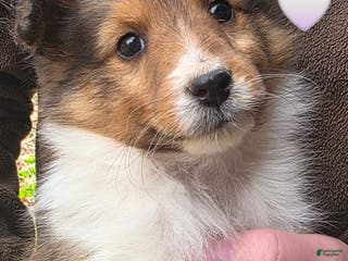 Shetland Sheepdog dogs Shetland Sheepdog Puppy 2 - Ad 10