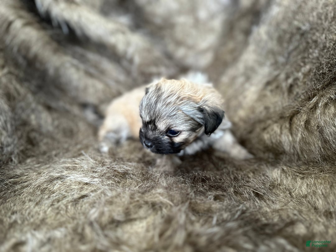 Mixed Breed dogs for sale: Theo - Ad 5