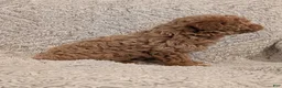 Toy Poodle dogs for sale: Peppa - Ad 5