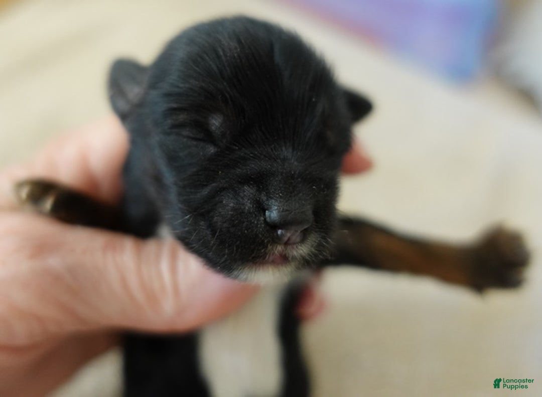 Yorkshire Terrier dogs for sale: Kismet black face - Ad 3