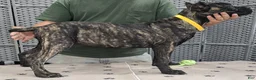 Cane Corso dogs for sale: Yellow Girl  - Ad 5