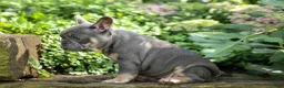 French Bulldog dogs for sale: 🐾 Mateo - Ad 6