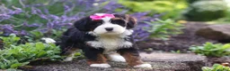 Mini Bernedoodle dogs for sale: Juniper - Ad 5