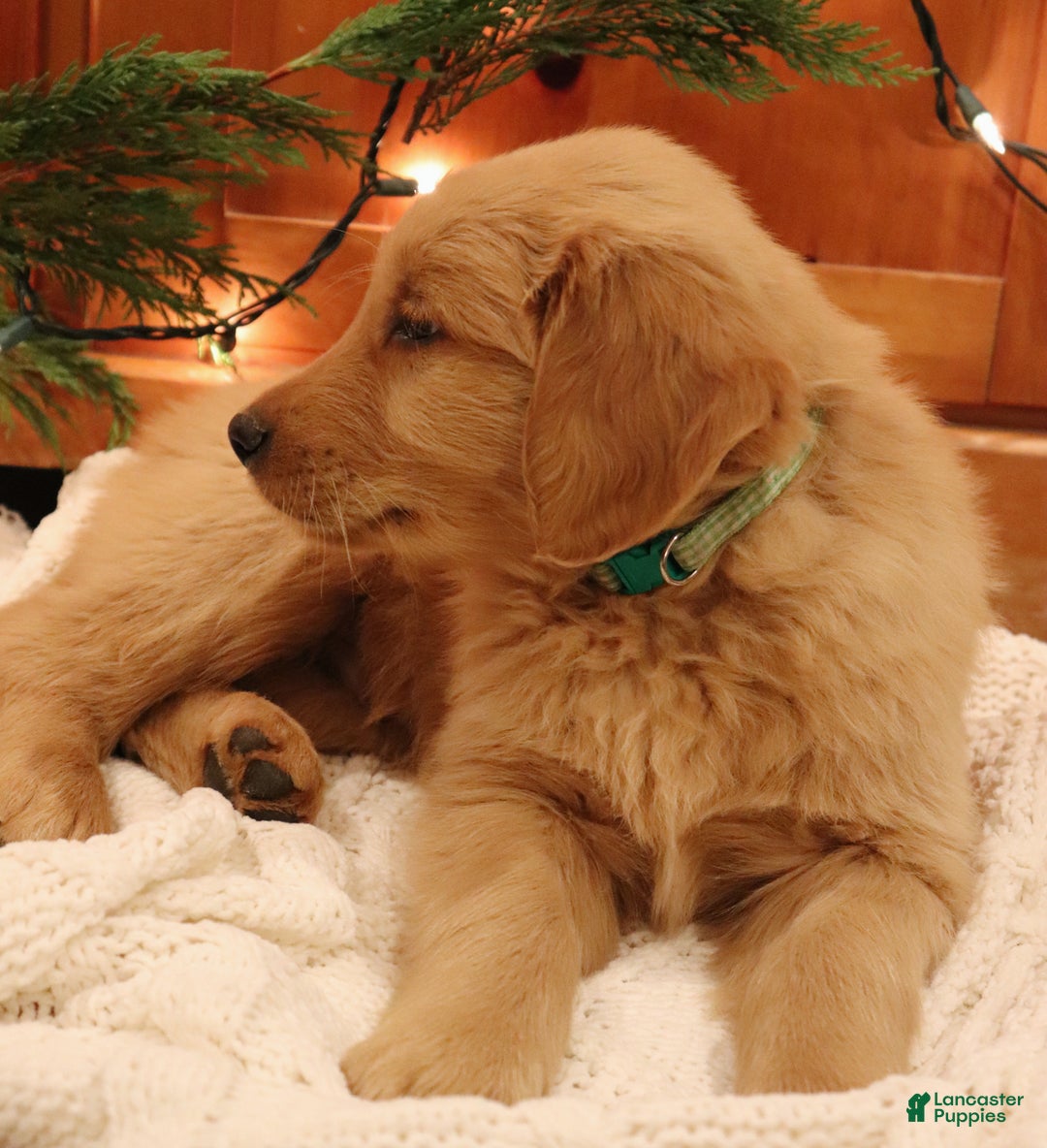 Golden Retriever dogs for sale: Romeo - Ad 3