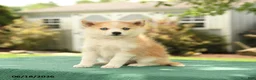 Pomsky dogs for sale: Krista - Ad 1