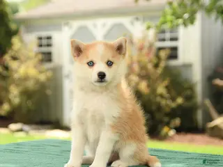 Pomsky dogs for sale: Krista - Ad 2
