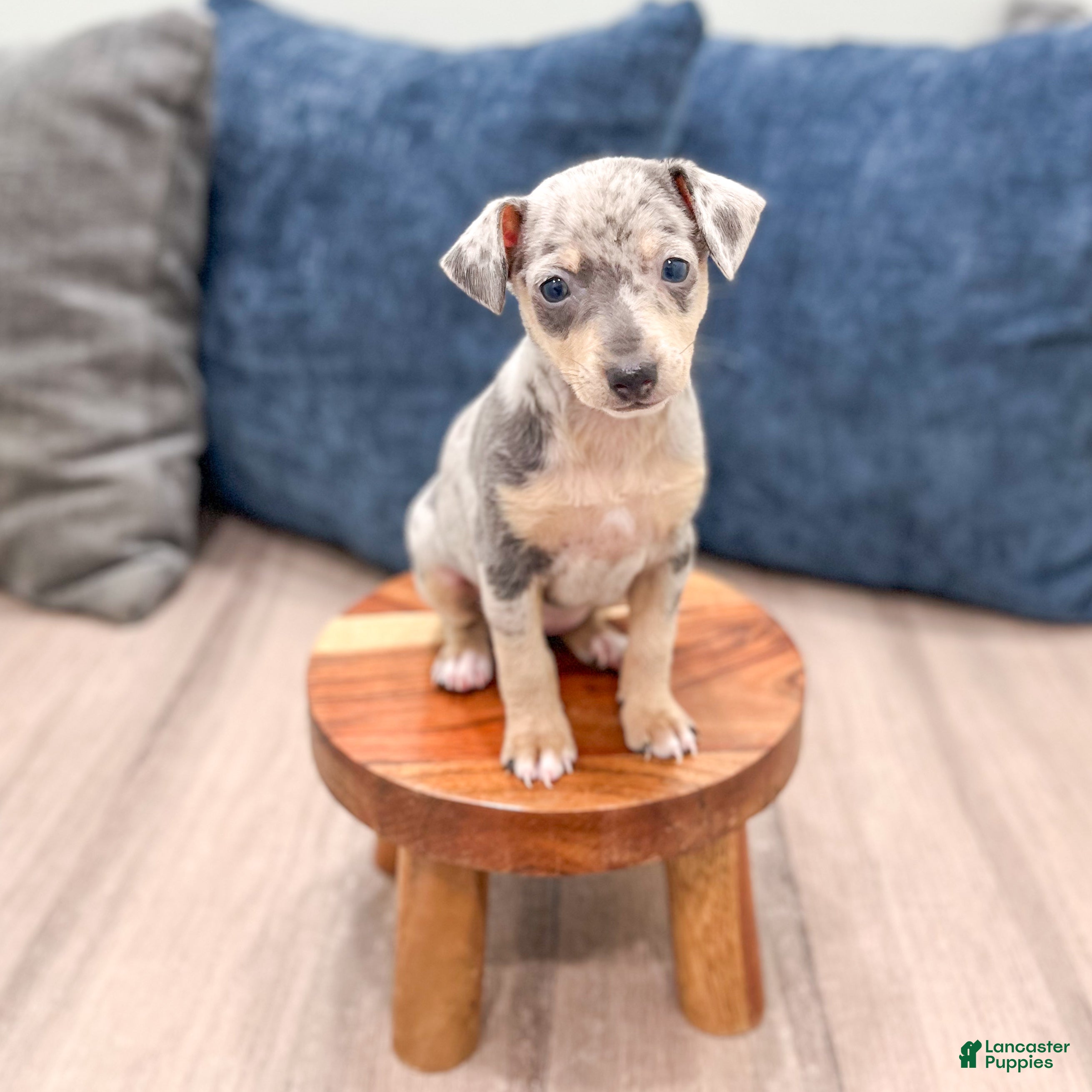 Miniature Pinscher dogs June - Ad 2