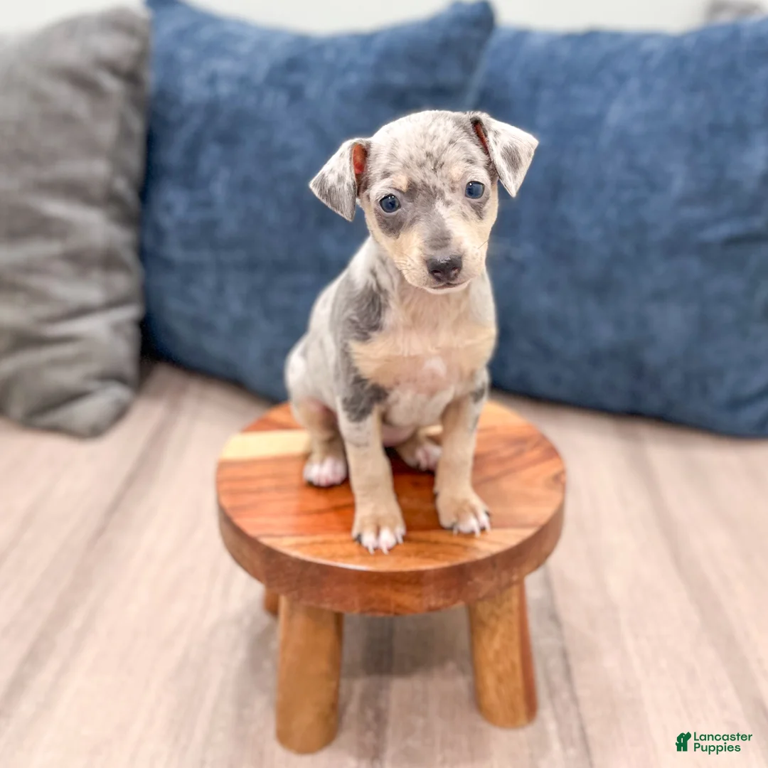 Miniature Pinscher dogs for sale: June - Ad 2