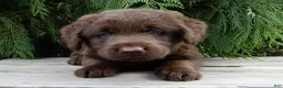 Labradoodle dogs for sale: Bailey  - Ad 5