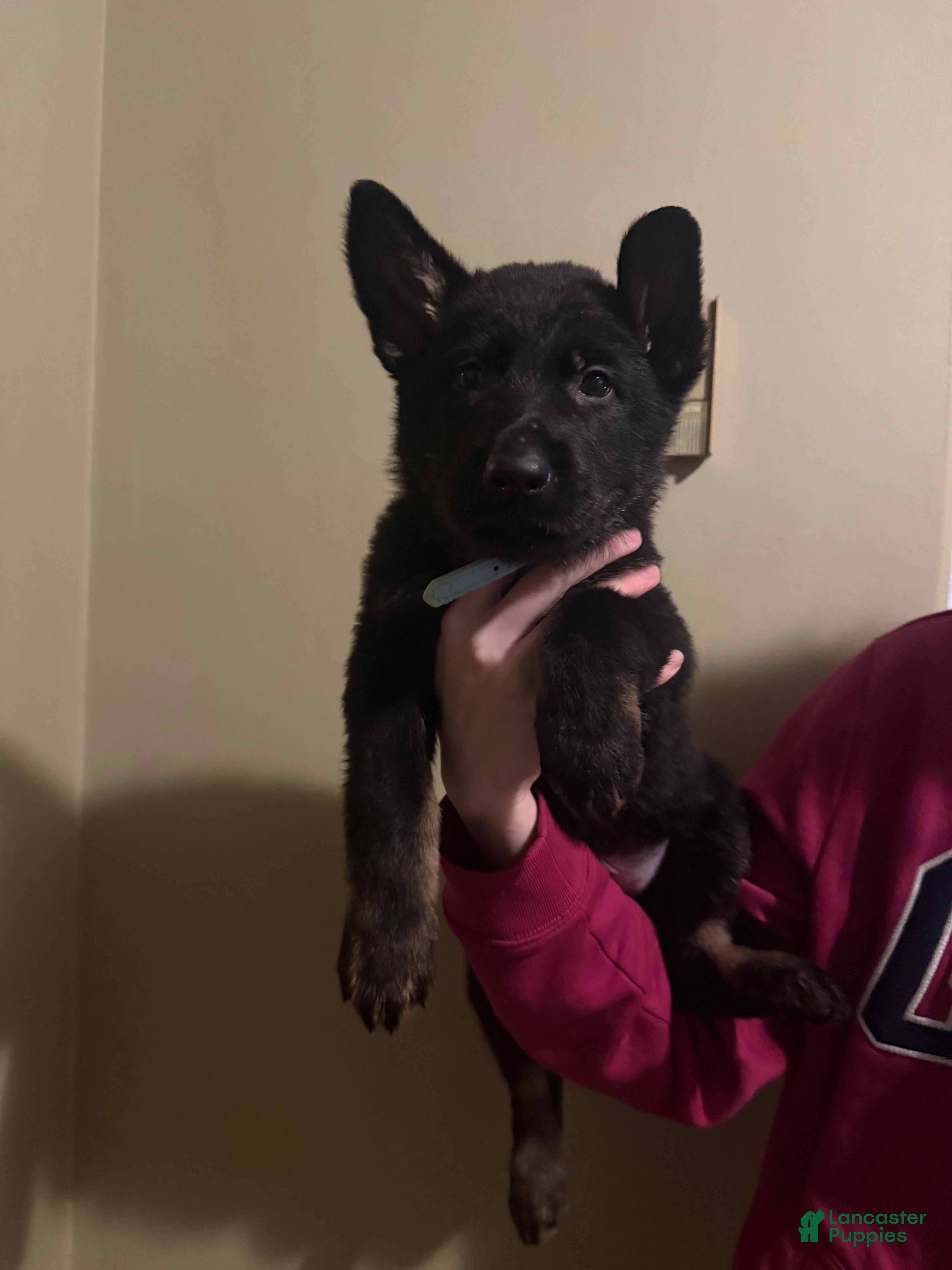 German Shepherd dogs Cupid - Ad 29