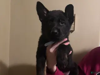 German Shepherd dogs Cupid - Ad 29