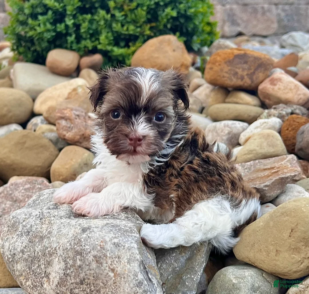 Havanese dogs for sale: Ranger - Ad 2