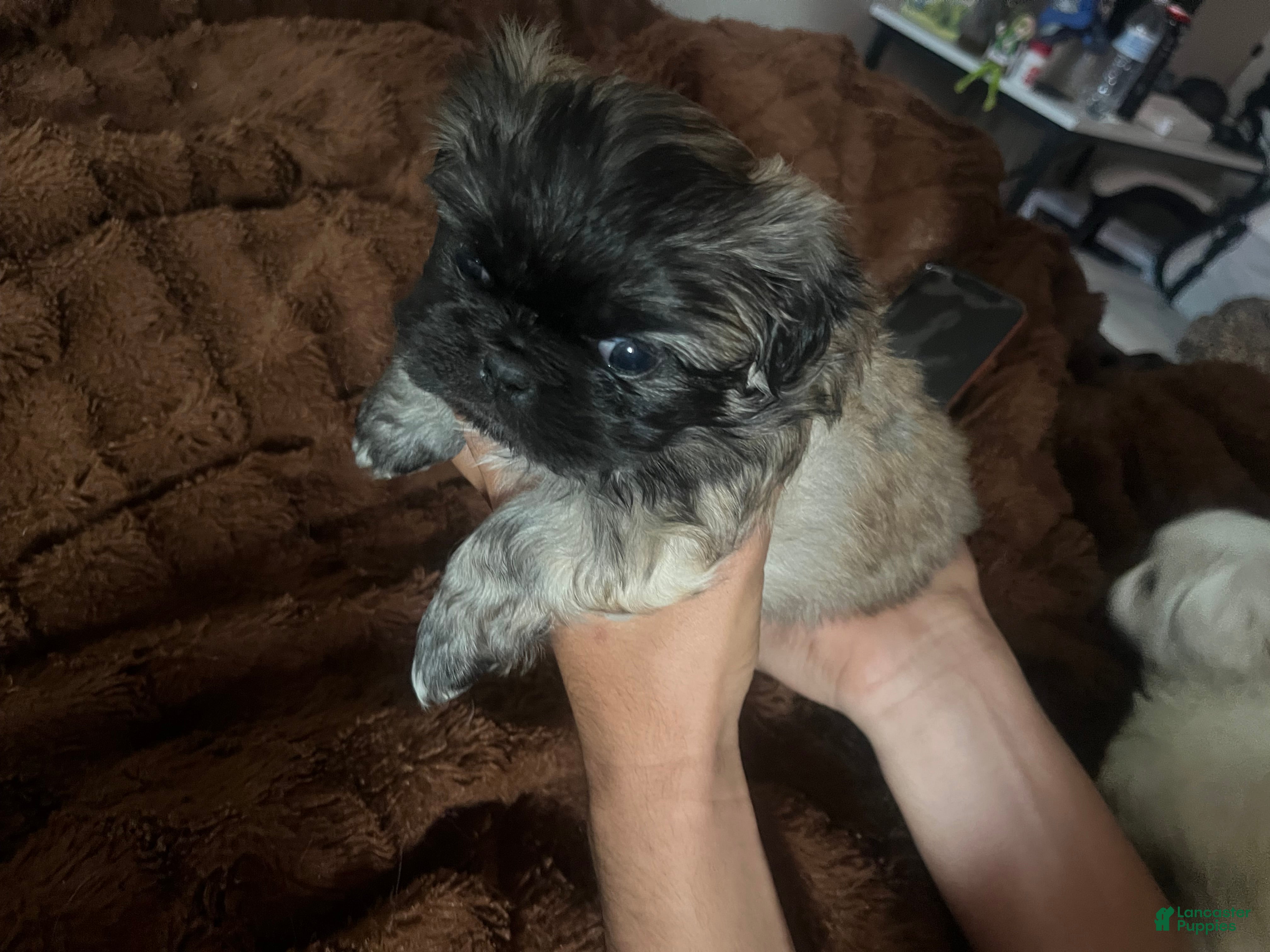 Pekingese dogs Pekingese Puppy 5 - Ad 3