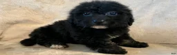 Bichpoo dogs for sale: Max - Ad 2