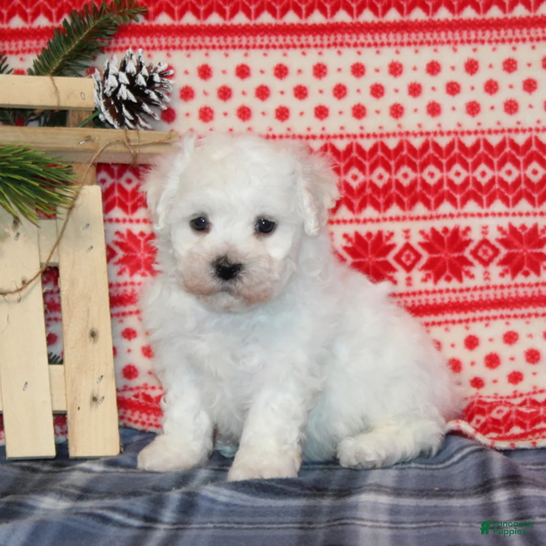 Bichon Frise dogs for sale: Icicle - Ad 2