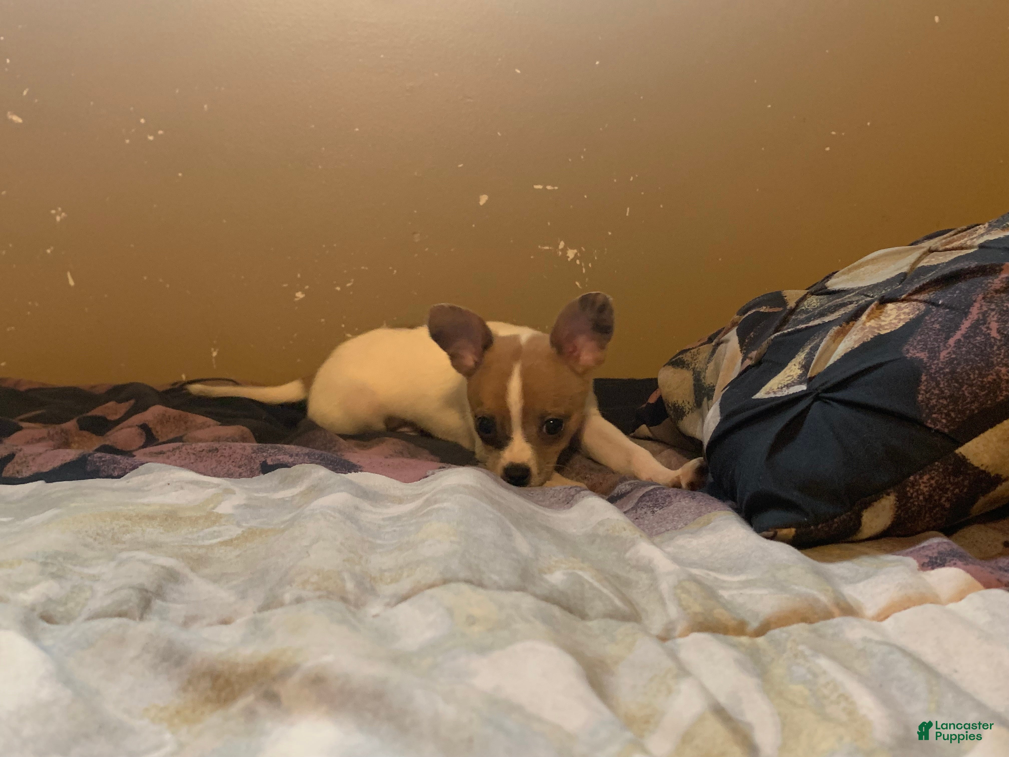 Chihuahua dogs Chihuahua 1 - Ad 2