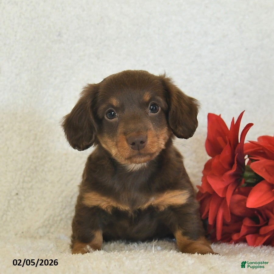 Miniature Dachshund dogs Oslo  - Ad 2
