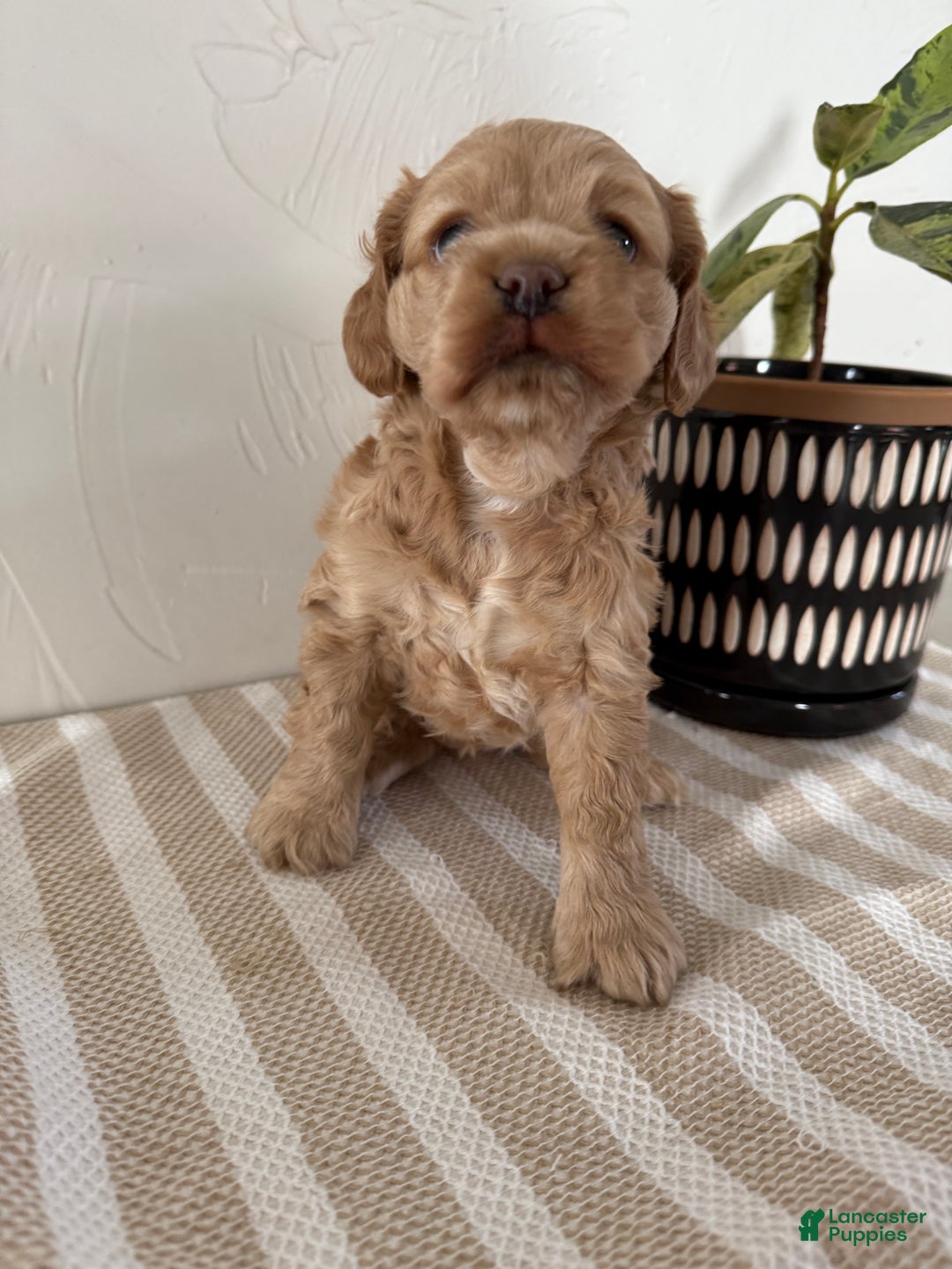 Cocker Spaniel dogs for sale: Daisy - Ad 17