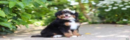 Mini Bernedoodle dogs for sale: Ellie - Ad 4