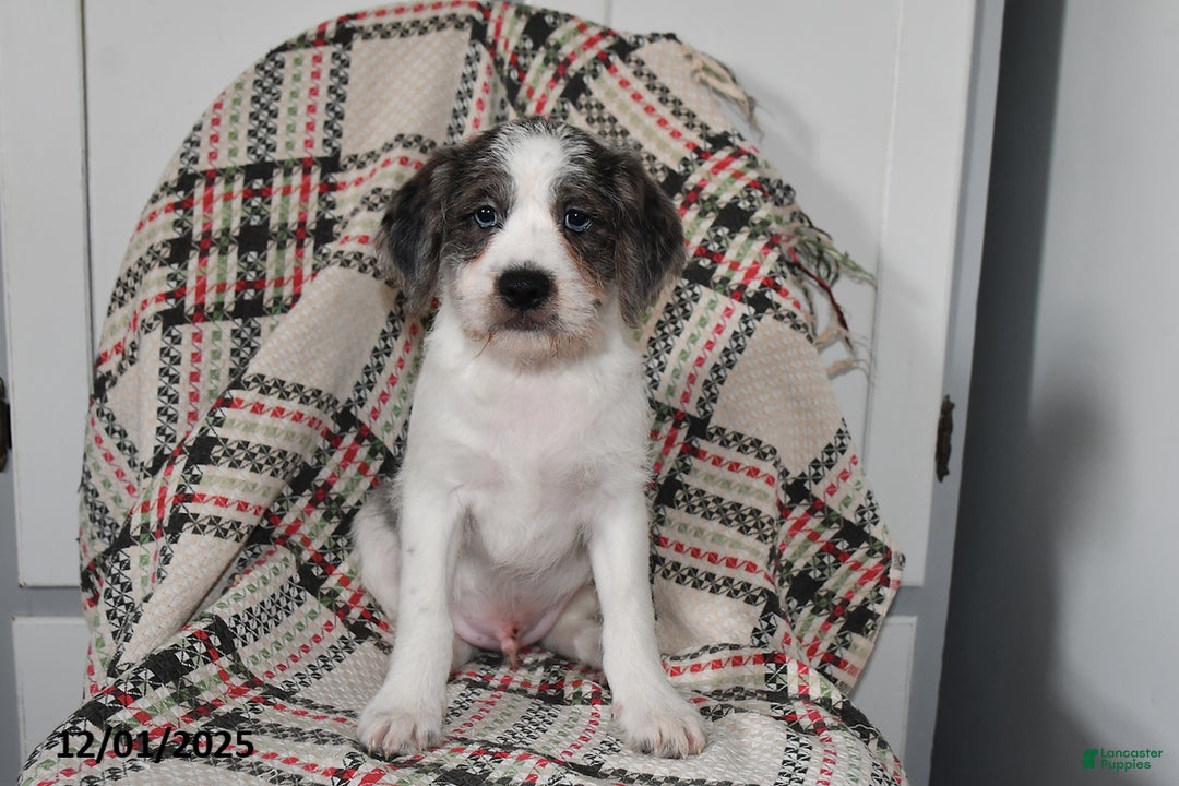 Mixed Breed dogs for sale: Buckeye - Ad 1