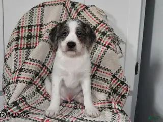 Mixed Breed dogs Buckeye - Ad 3