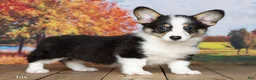 Welsh Corgi Pembroke dogs for sale: Jax - Ad 3