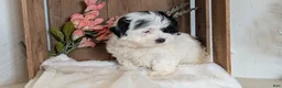 Teddy Bear dogs for sale: Gemma - Ad 3