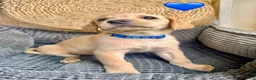 Labrador Retriever dogs for sale: Blue Collar Male - Ad 4