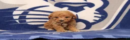 Toy Poodle dogs for sale: Jane - Ad 2