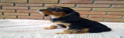Cavalier King Charles Spaniel dogs for sale: Millie - Ad 7