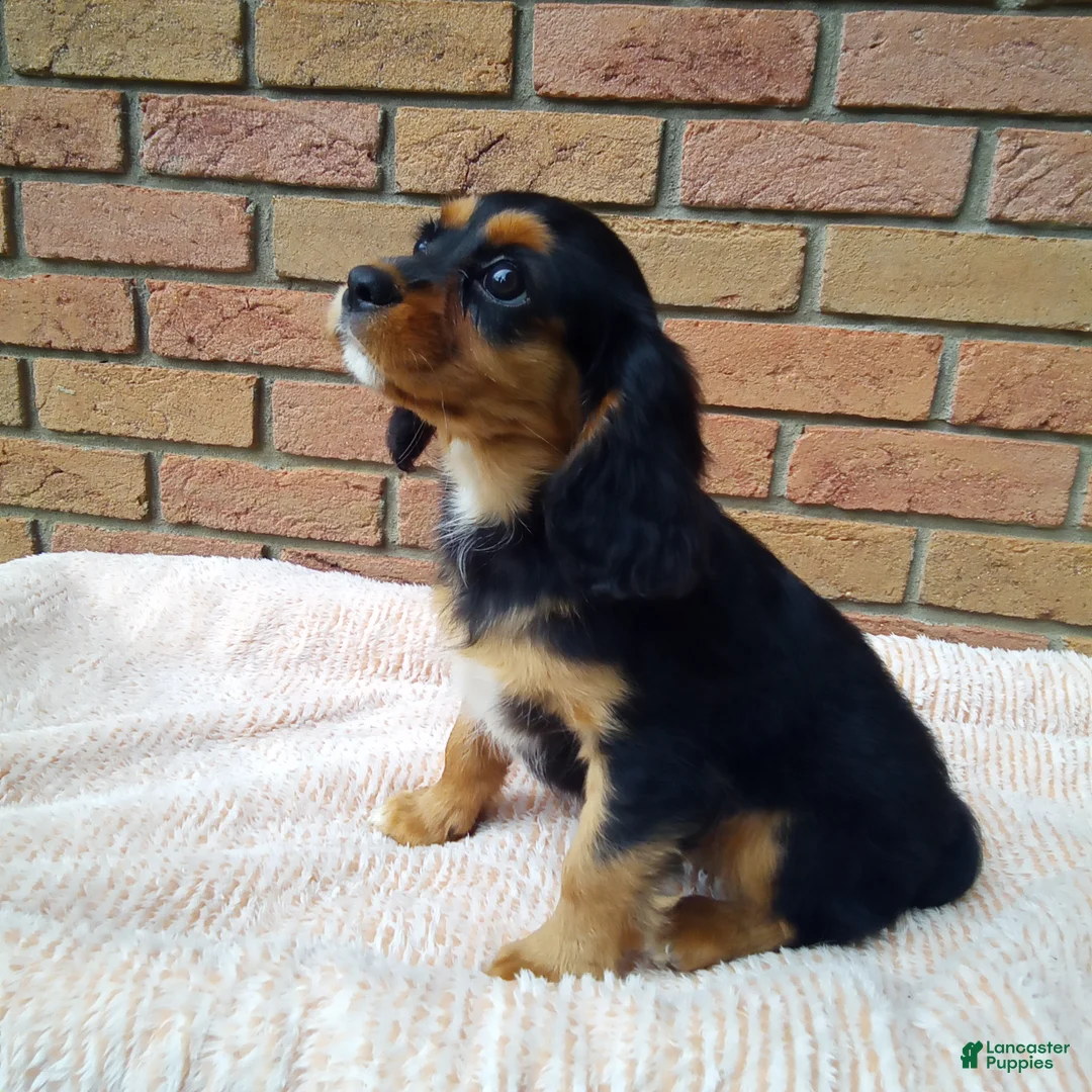 Cavalier King Charles Spaniel dogs for sale: Millie - Ad 7