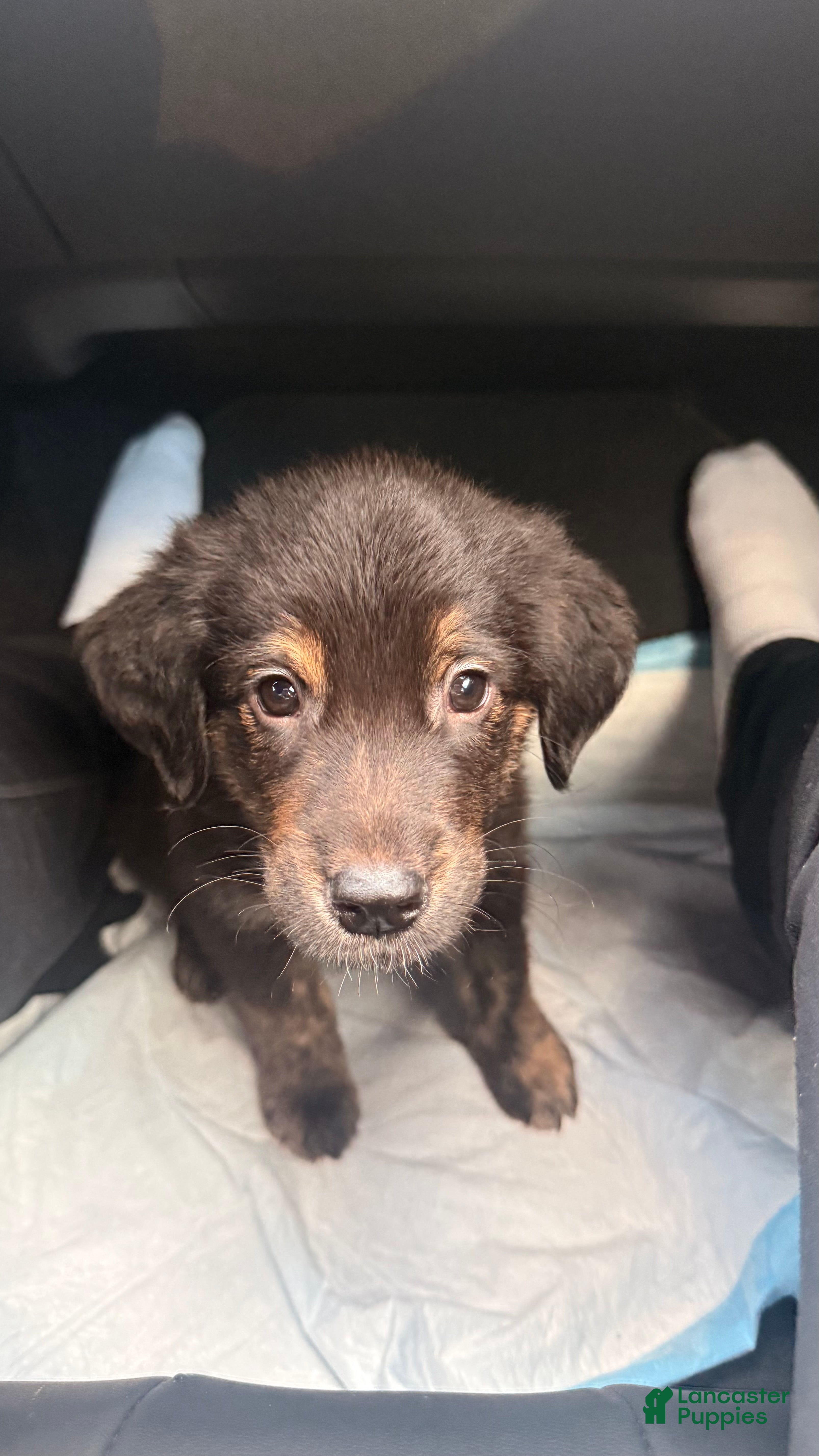 Mixed Breed dogs Mixed Breed Puppy 1 - Ad 1