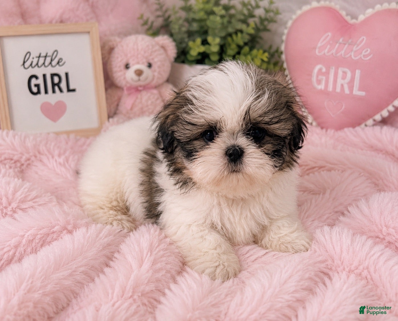 Shih Tzu dogs for sale: Patticake - Ad 4